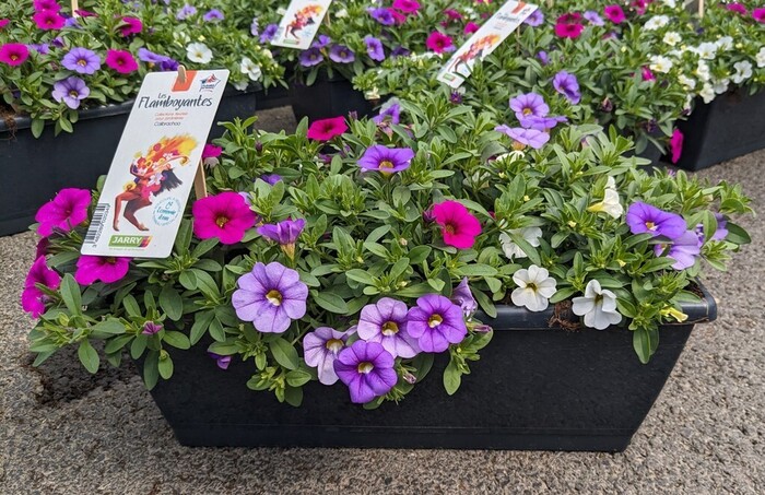 Les Flamboyantes jardinière calibrachoa